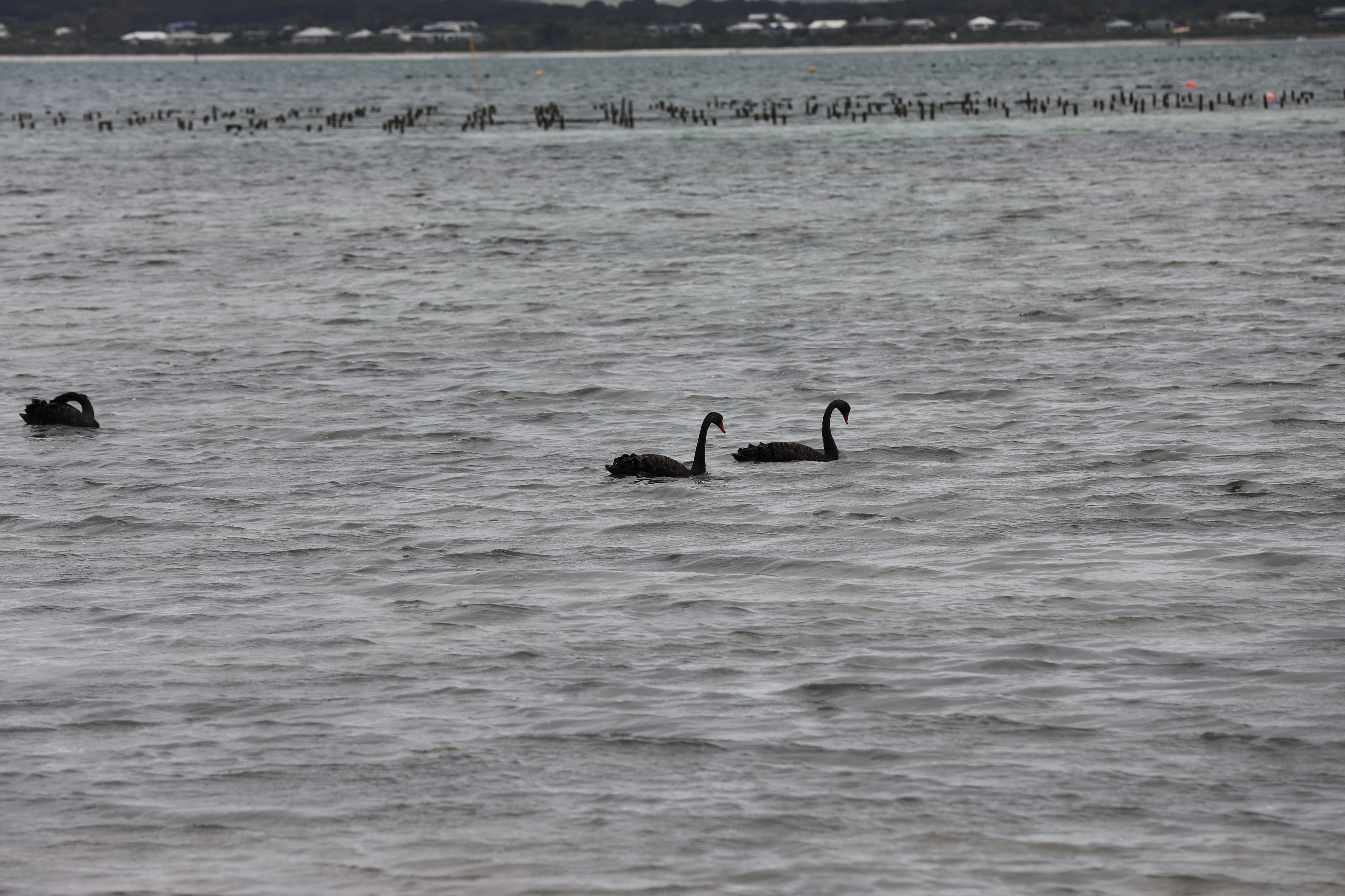 2019 10 06 14 14 40 Canon EOS 5D Mark IV 0011